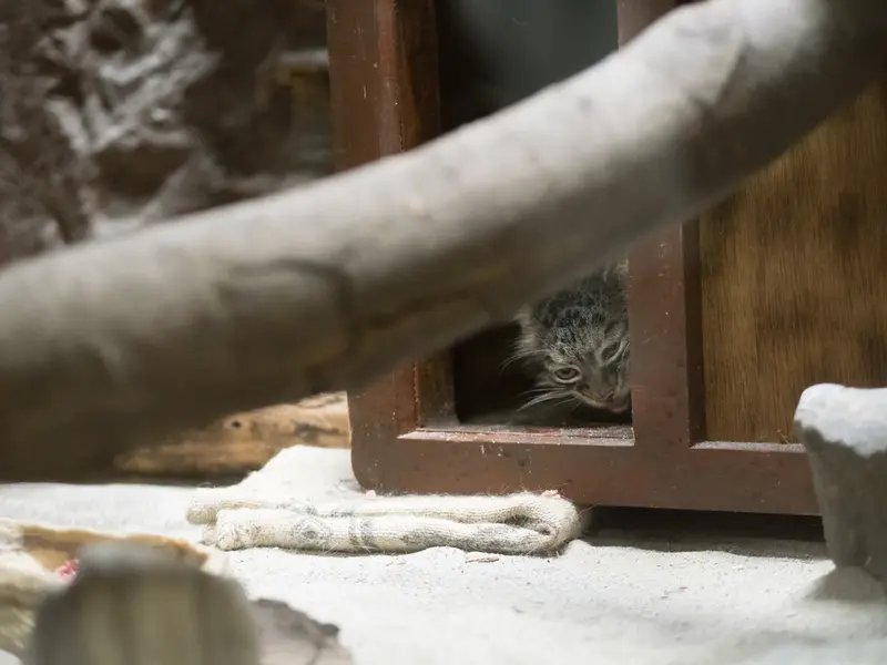 A photograph of Shafran in Ueno Zoological Gardens