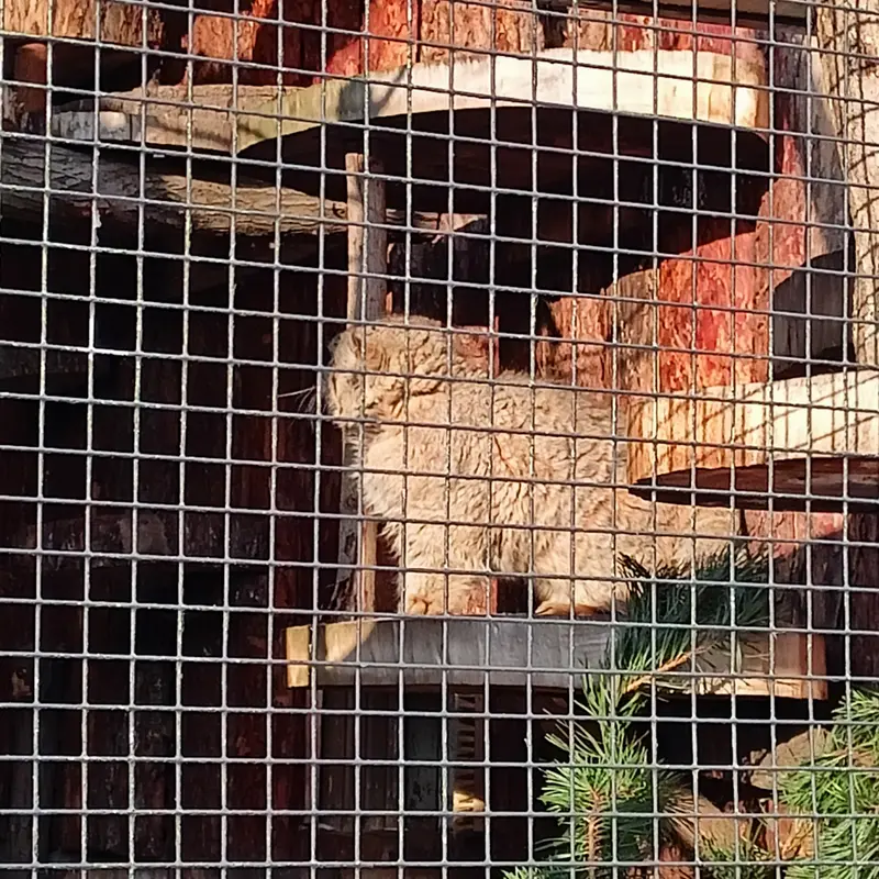 A photograph of Sven in Leningrad zoo