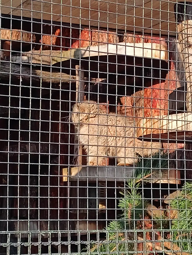 A photograph of Sven in Leningrad zoo