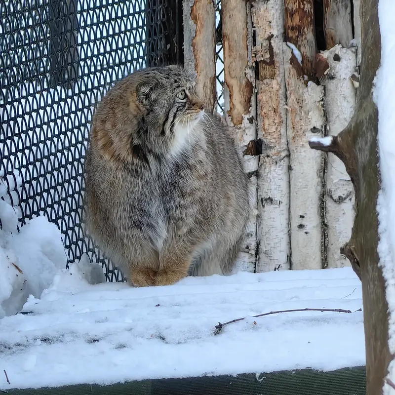 A photograph of Eve in Novosibirsk Zoo