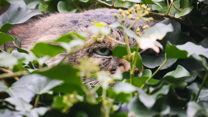 A photograph of Dersu in Dessau Zoo