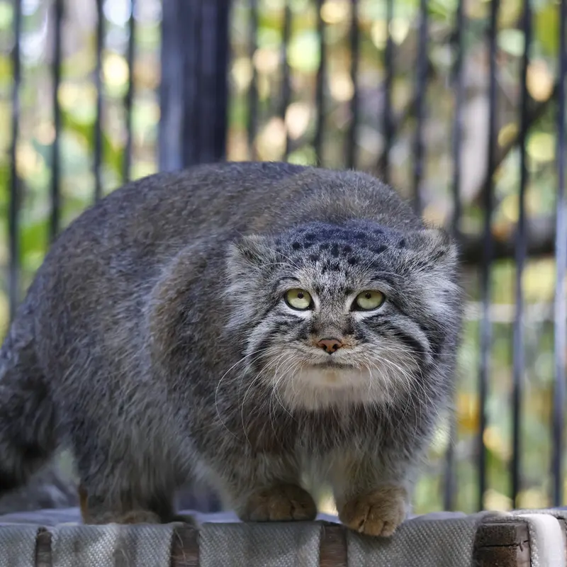 A photograph of Sylvester in Novosibirsk Zoo