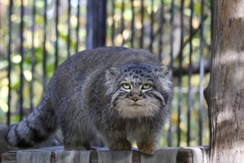 A photograph of Sylvester in Novosibirsk Zoo
