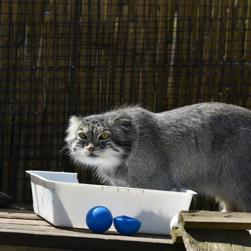 A photograph of a Pallas's cat