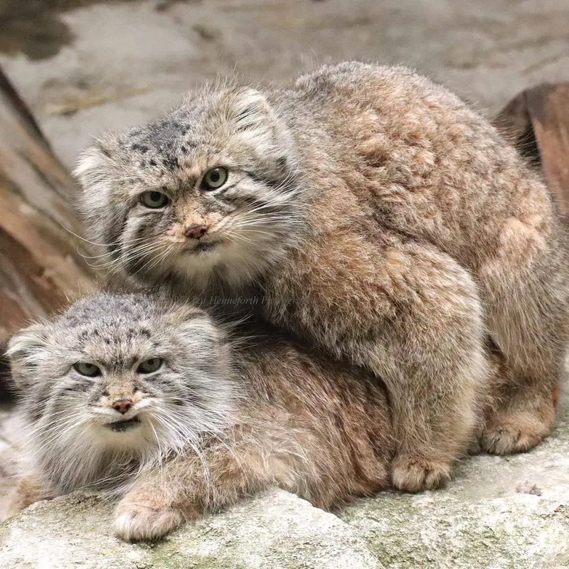 A photograph of Manda and Paval in Columbus Zoo and Aquarium