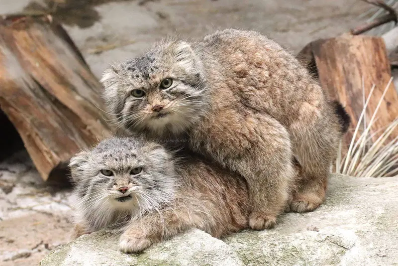A photograph of Manda and Paval in Columbus Zoo and Aquarium