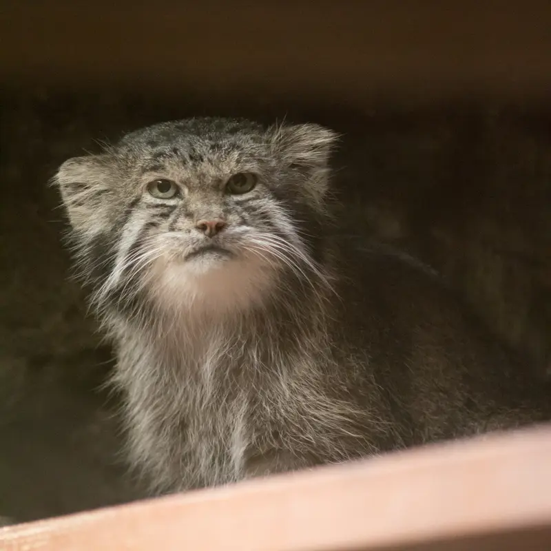 A photograph of Klyon in Ueno Zoological Gardens
