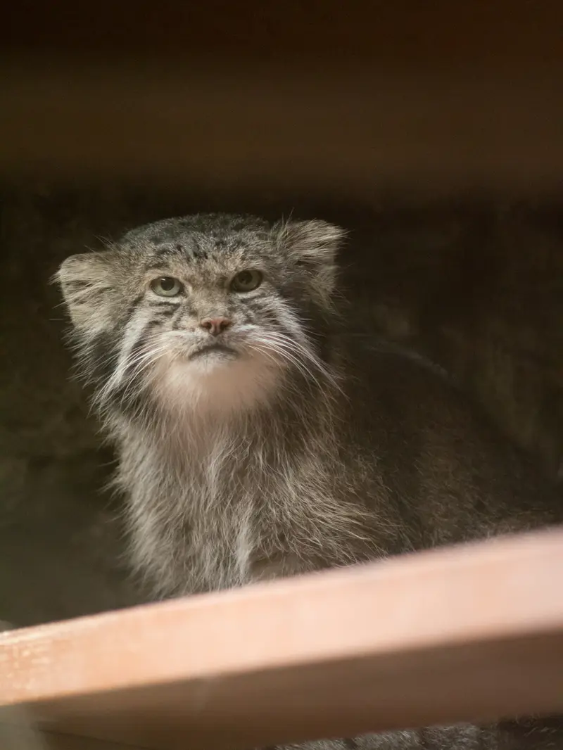A photograph of Klyon in Ueno Zoological Gardens