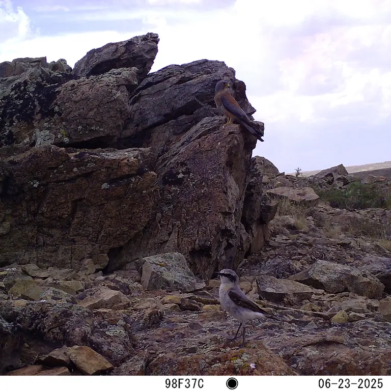 A photograph of a Pallas's cat from Karashoky [new] camera trap
