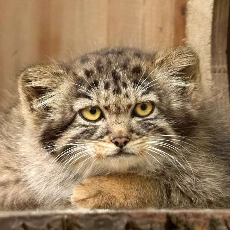 Daughter of Adele b.2026 Ⅳ the Pallas's cat from Novosibirsk Zoo