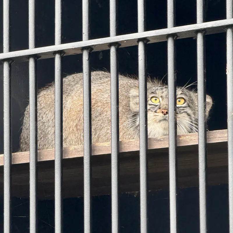 A photograph of Mei in Gokatsuraike Animal Park