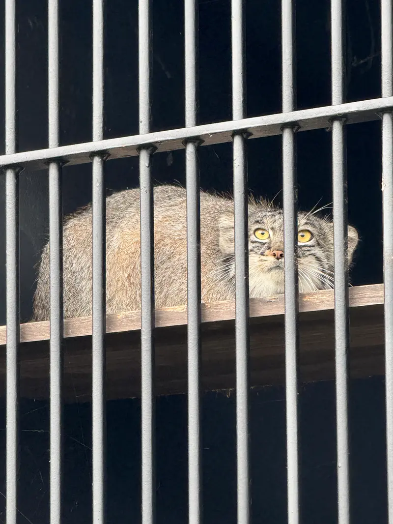 A photograph of Mei in Gokatsuraike Animal Park