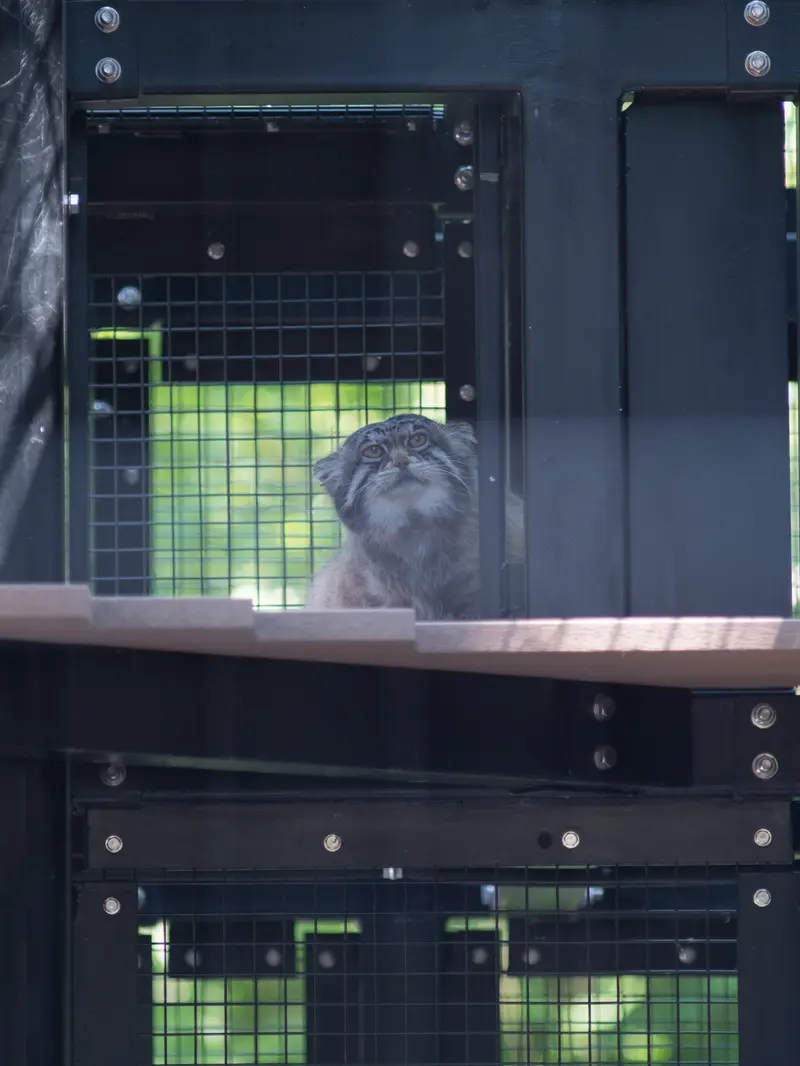 A photograph of Grusha in Asahiyama Zoo