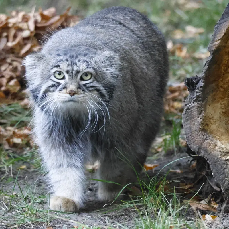 A photograph of Timofey in Moscow zoo