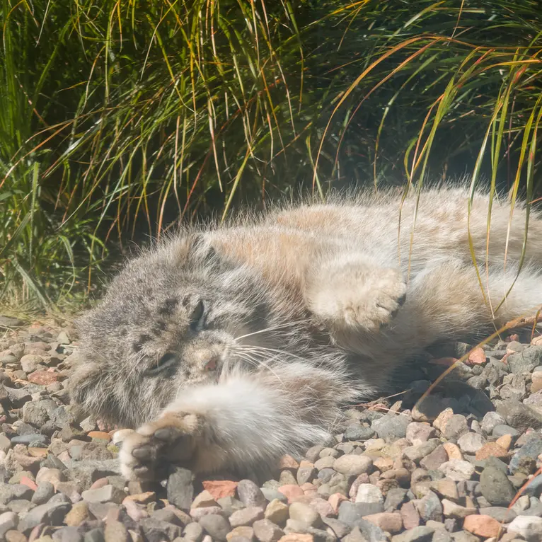 A photograph of Akiko in Edinburgh Zoo