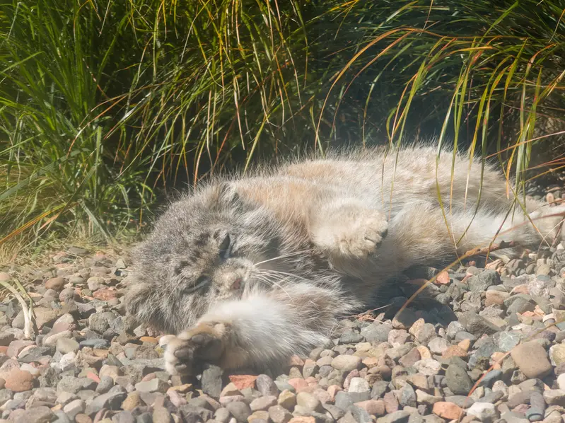 A photograph of Akiko in Edinburgh Zoo