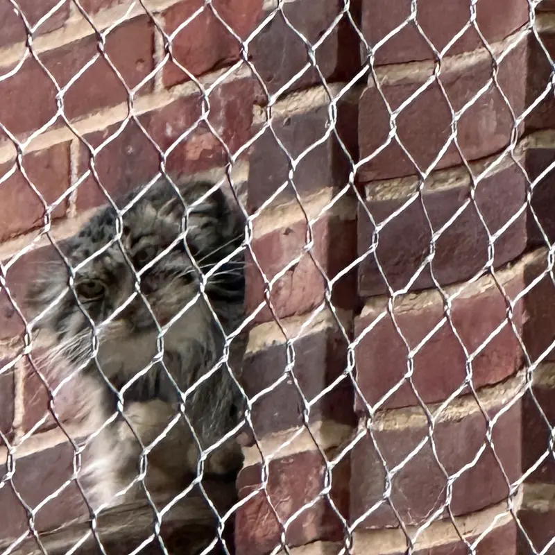A photograph of a Pallas&#039;s cat in Prospect Park Zoo