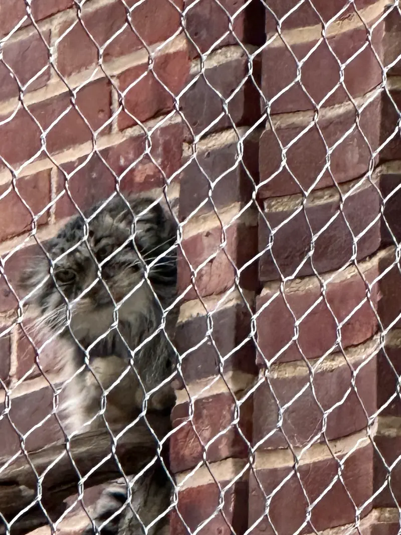 A photograph of a Pallas&#039;s cat in Prospect Park Zoo