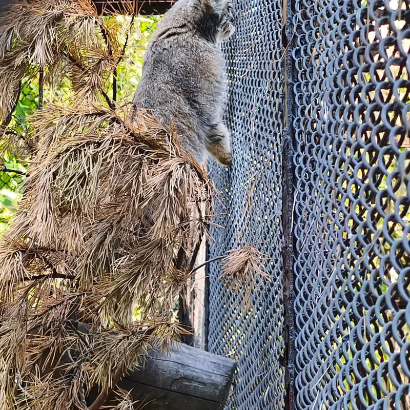 A photograph of Ruf in Novosibirsk Zoo