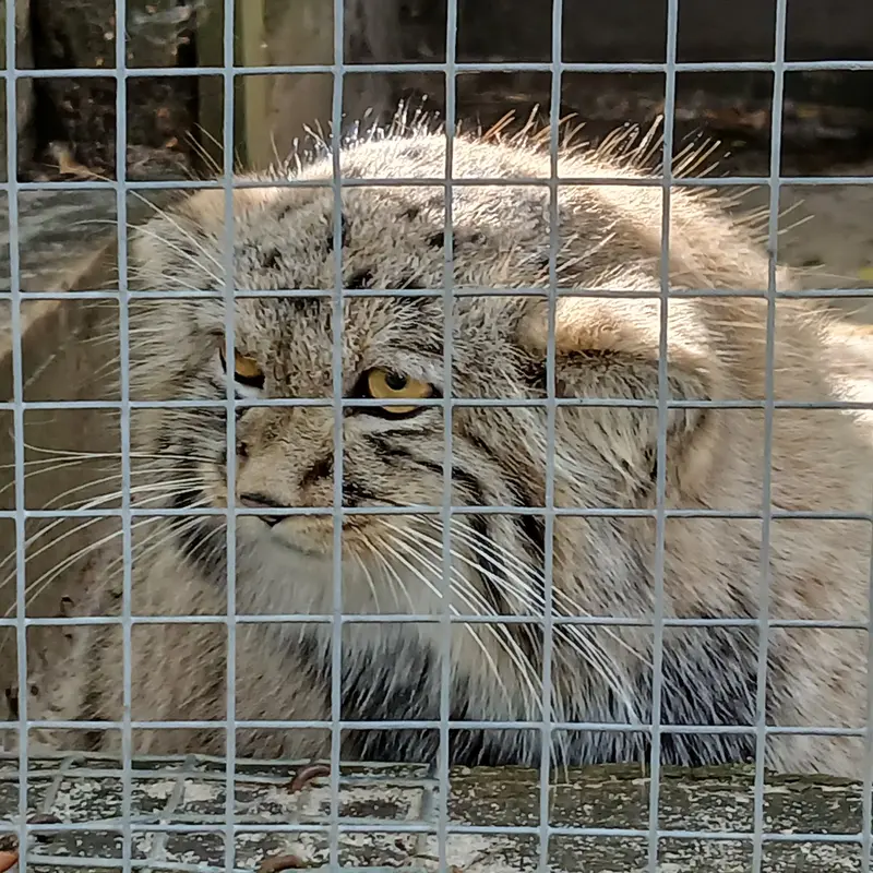 A photograph of Kitten of Alani b.2026 Ⅰ in Košice Zoo