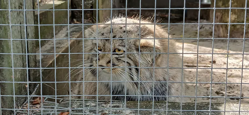 A photograph of Kitten of Alani b.2026 Ⅰ in Košice Zoo