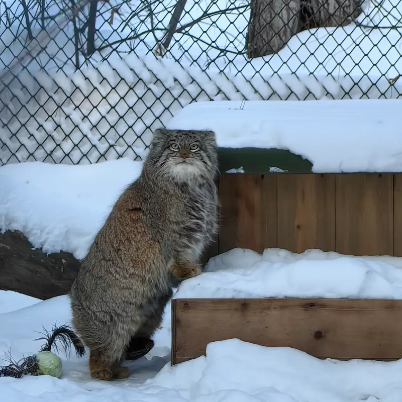 A photograph of Snezhinka in Novosibirsk Zoo