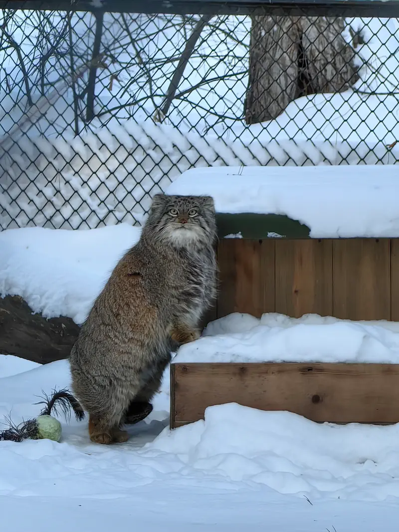 A photograph of Snezhinka in Novosibirsk Zoo