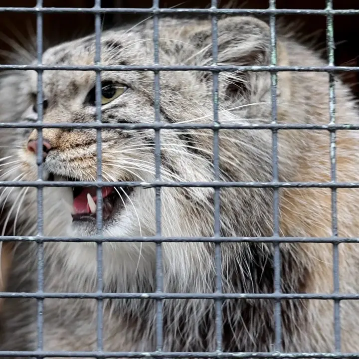 A photograph of a Pallas's cat in Leningrad zoo