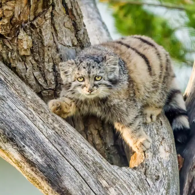 A photograph of Prinsessa in Prague Zoo