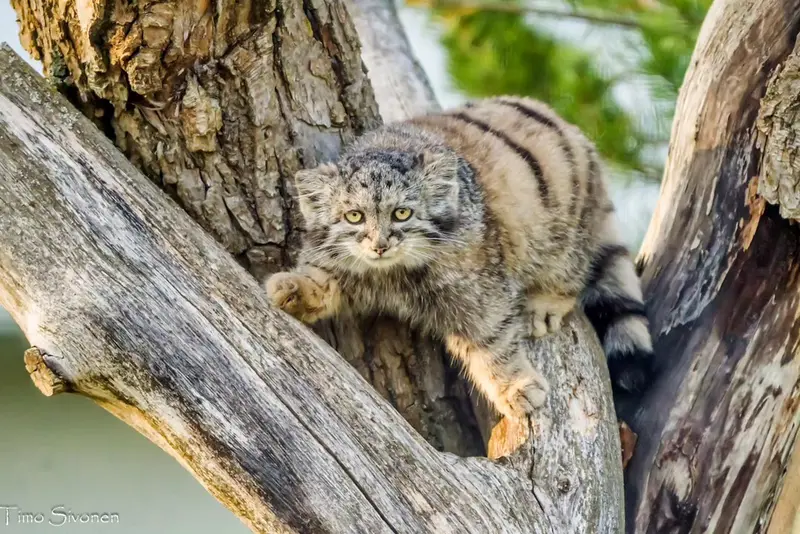 A photograph of Prinsessa in Prague Zoo