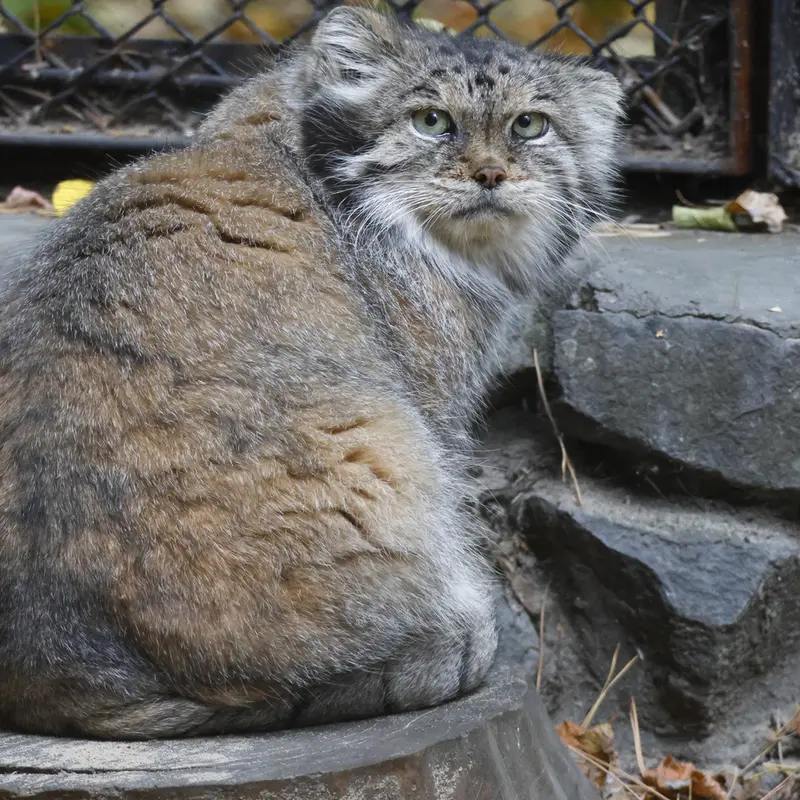 A photograph of Lastochka in Novosibirsk Zoo