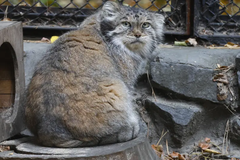 A photograph of Lastochka in Novosibirsk Zoo