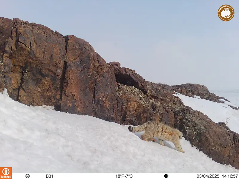A photograph of Otocolobus manul manul from Aktas-Kunkora camera trap