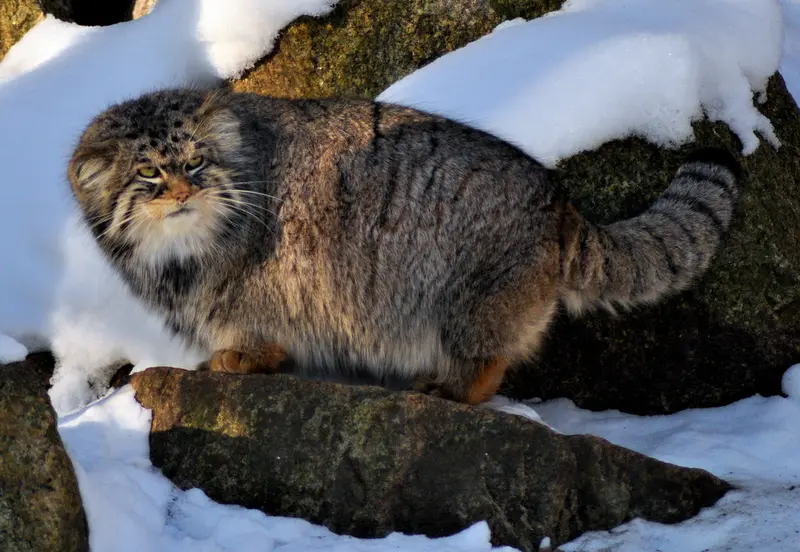 A photograph of Bruce in Görlitz Zoo