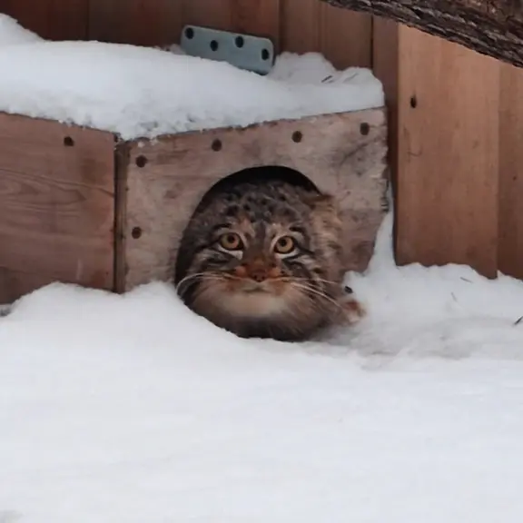 A photograph of a Pallas's cat in Novosibirsk Zoo