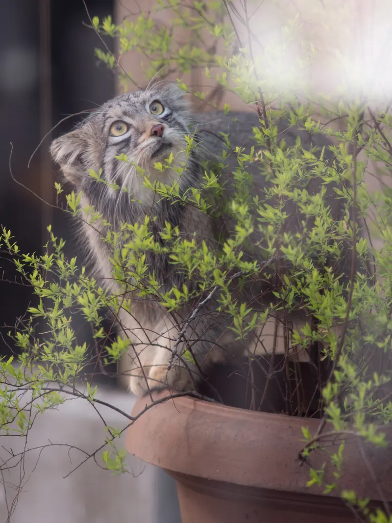 A photograph of Oto in Saitama Children's Zoo