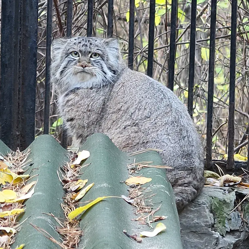 A photograph of Sylvester in Novosibirsk Zoo