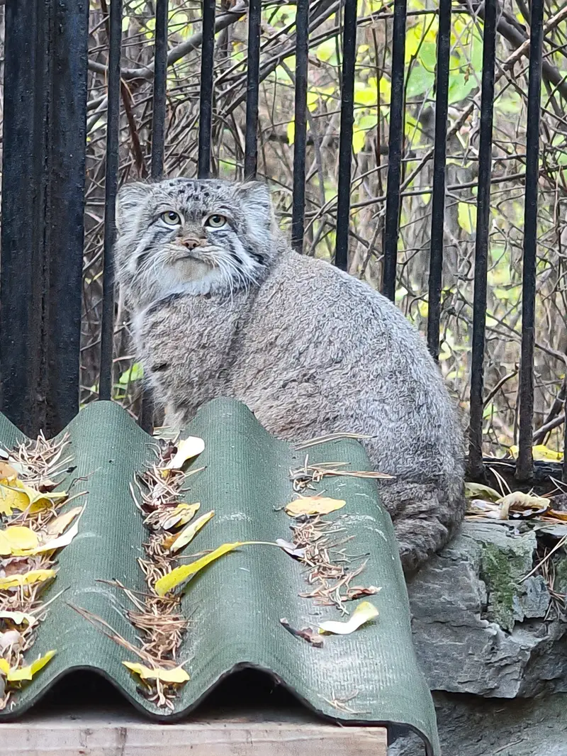 A photograph of Sylvester in Novosibirsk Zoo