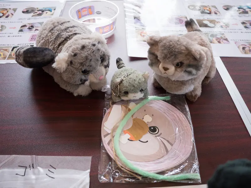 A photograph of a Pallas's cat in Nogeyama Zoo