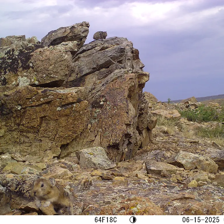 A photograph of Kazakh pika from Karashoky [new] camera trap