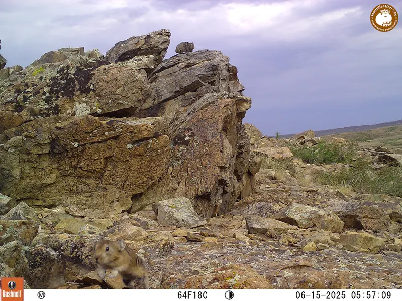A photograph of Kazakh pika from Karashoky [new] camera trap