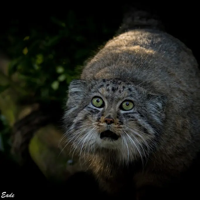 A photograph of Jethro in The Big Cat Sanctuary