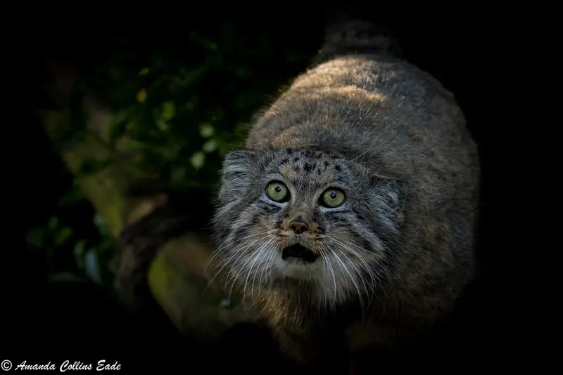 A photograph of Jethro in The Big Cat Sanctuary