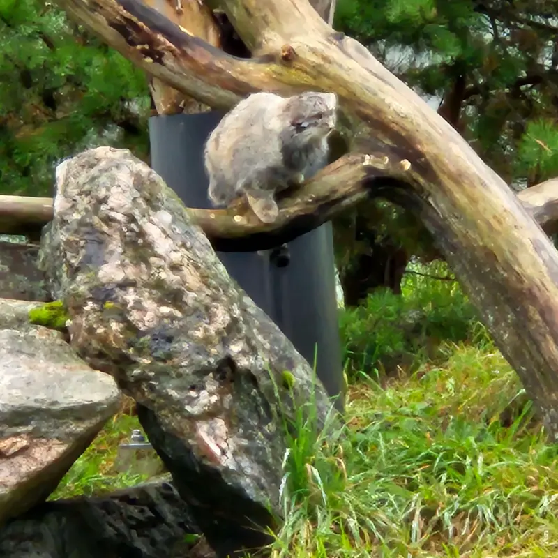 A photograph of Saimi in Korkeasaari Zoo