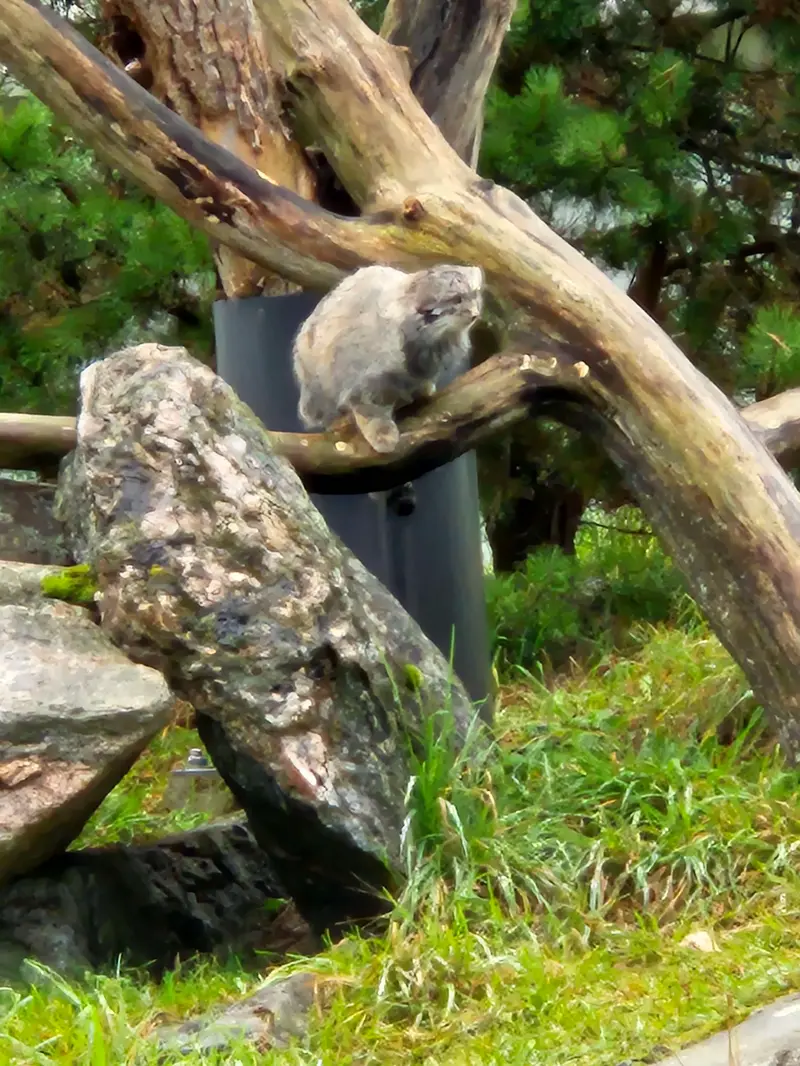 A photograph of Saimi in Korkeasaari Zoo