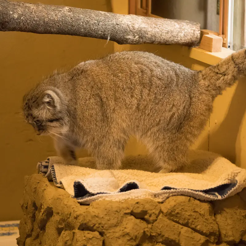 A photograph of Lotos in Saitama Children's Zoo