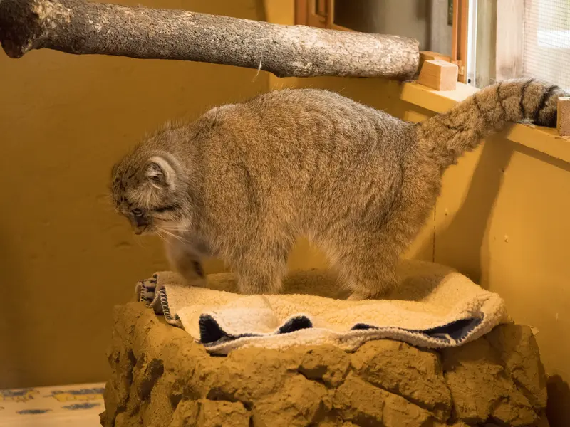 A photograph of Lotos in Saitama Children's Zoo