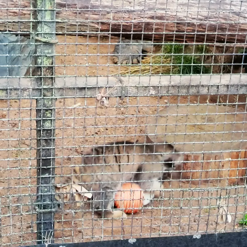 A photograph of a Pallas's cat