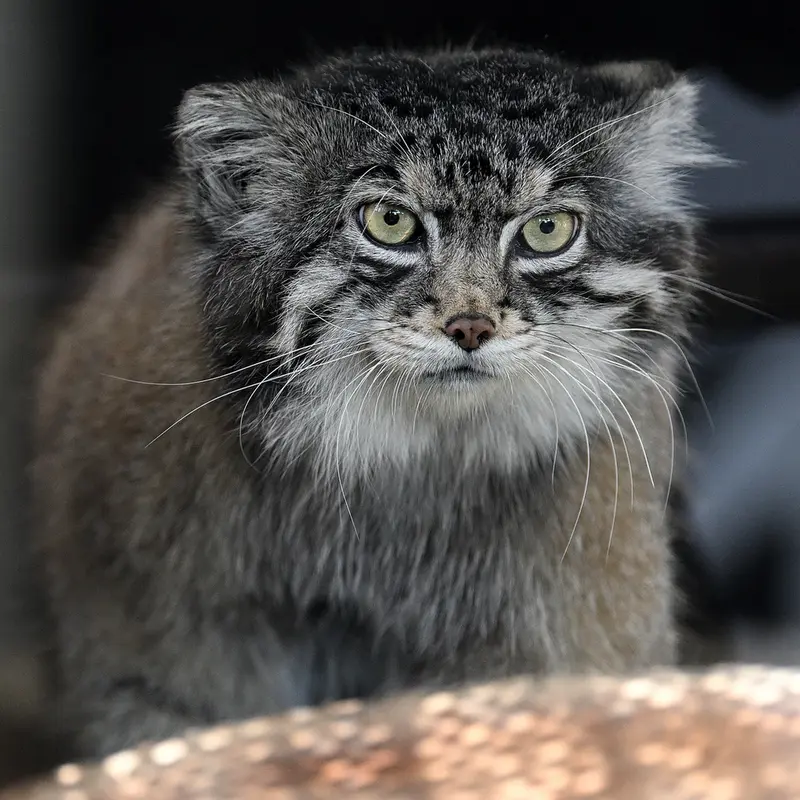 A photograph of Iris in Kobe Oji Zoo