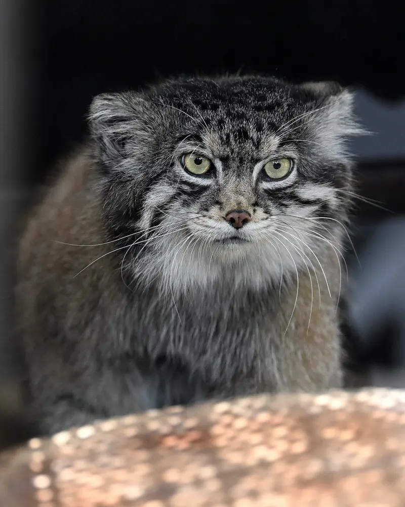 A photograph of Iris in Kobe Oji Zoo